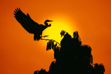 Silhouette oiseau en vol coucher de soleil