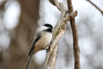 black capped chickadee