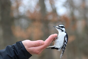 bird in hand