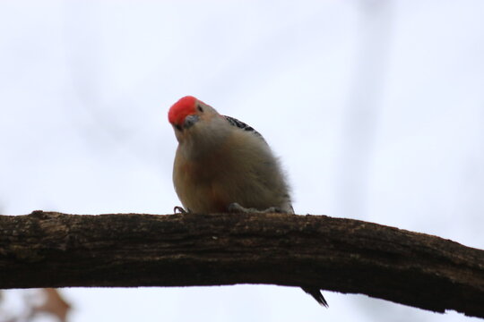 red bellied woodpecker on a branch