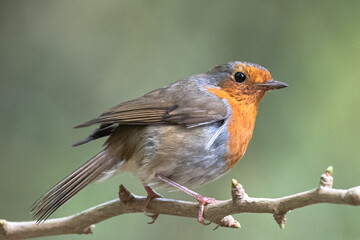 Rouge gorge sur branche 