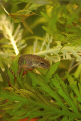 Closeup on a small Portuguese Bosca's newt, Lissotriton boscai , underwater