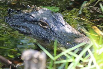 alligator in the swamp