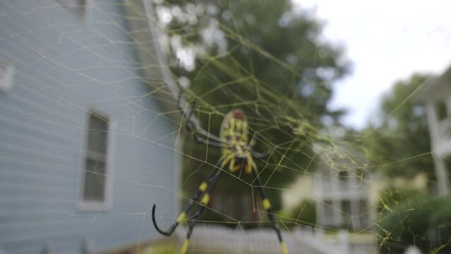 Pulling Out Through Yellow Web of Joro Spider in suburban neighborhood