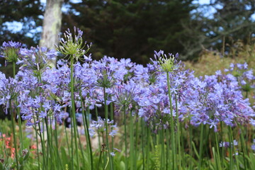 Naklejka premium purple flowers in the garden