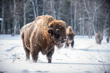 Bisons in winter on snowy field.
