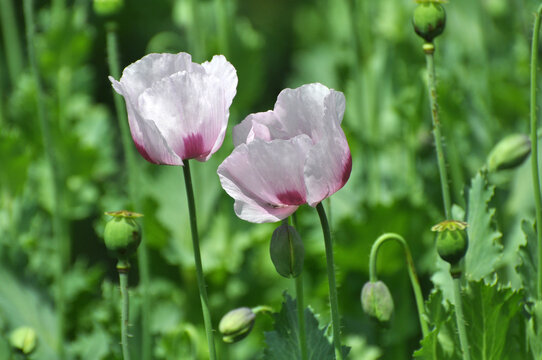 Somnifacient poppy (Papaver somniferum) grows in the land