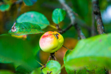 juicy, ripe apples, illuminated by the rays of the sun on the branch of an apple tree.autumn fruit harvest	
