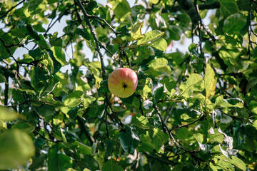 juicy, ripe apples, illuminated by the rays of the sun on the branch of an apple tree.autumn fruit harvest	
