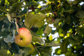 juicy, ripe apples, illuminated by the rays of the sun on the branch of an apple tree.autumn fruit harvest	
