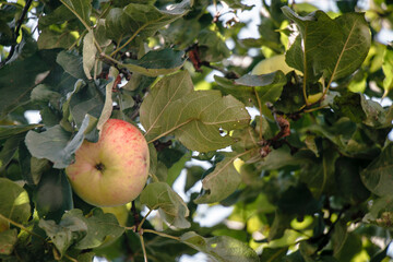 juicy, ripe apples, illuminated by the rays of the sun on the branch of an apple tree.autumn fruit harvest	
