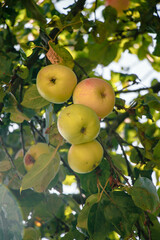 juicy, ripe apples, illuminated by the rays of the sun on the branch of an apple tree.autumn fruit harvest	
