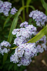 Obraz premium phlox flowers in the garden, Veru Peri color