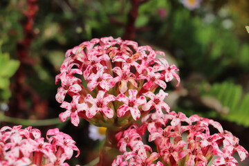 pink flowers