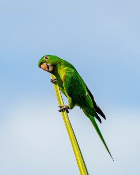 Maritaca sobre &aacute;rvore com c&eacute;u azul. 