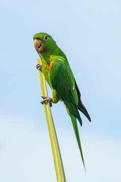 Maritaca sobre &aacute;rvore com c&eacute;u azul. 
