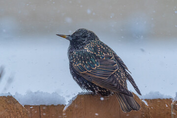 European Starling bird perched on fence in snow storm