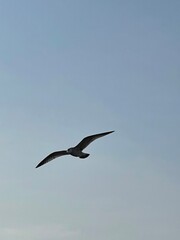 seagull in the sky
