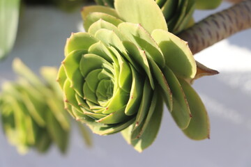 Fototapeta premium succulent plant