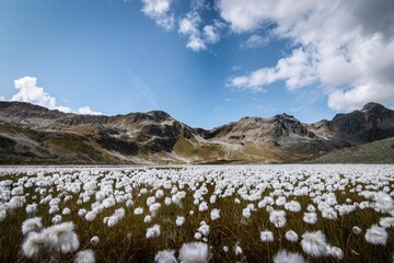 Blumenfeld an J&ouml;riseen Wanderung im Sommer, Blumenfeld Familienausflug.