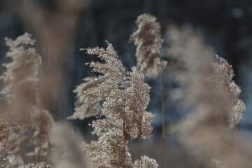 reeds on the banks of frozen river on a sunny day,focus on the reeds that are in foreground