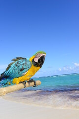 motley parrot on a pole against the background of the sea