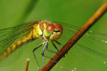 Facial closeup on a common darter dragonfly, Common Darter sitting on a twig