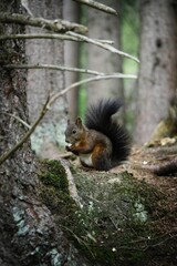 Naklejka na ściany i meble Brown Squirrel in Forest, Graubünden, Switzerland.
