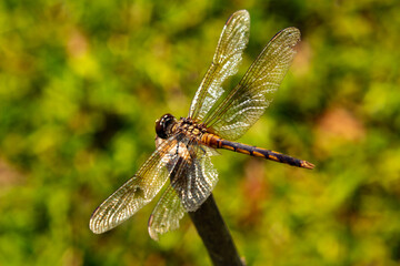 Uma libélula empoleirada em um graveto com gramado desfocado ao fundo.