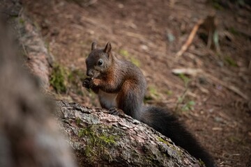 Brown Squirrel in Forest, Graubünden, Switzerland.