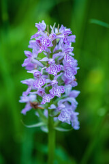 purple flower in the field, Very Peri color