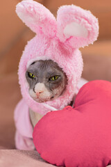 Funny cat, Don Sphinx breed in a pink cap with big ears lies with a soft, red heart. Close-up. Soft...