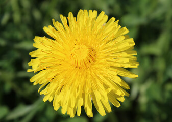 A bright flower of a mother and stepmother in a meadow. Close-up. Selective focus.