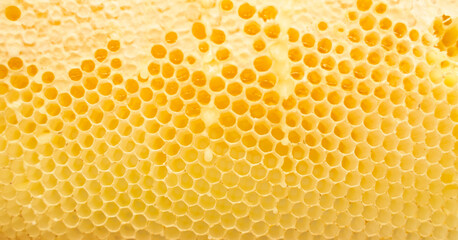 Hive. Beekeeping concept. Background texture of a section of wax honeycomb from a bee hive filled with golden honey