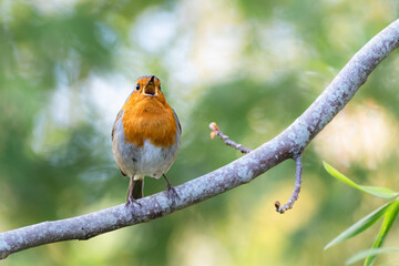 Rouge gorge 