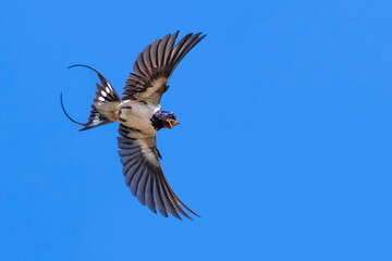 Hirondelle rustique en vol  © Thierry