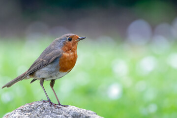 Rouge gorge 