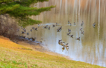 Scenic in Nature landscape in Tennessee's Warrior Path State Park