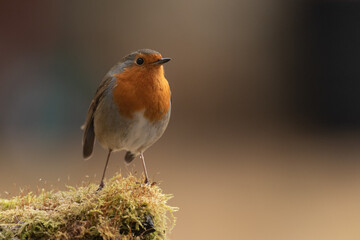 Rouge gorge 