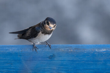 Hirondelle rustique, bleu 
