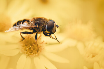 Macro insecte fleu jaune