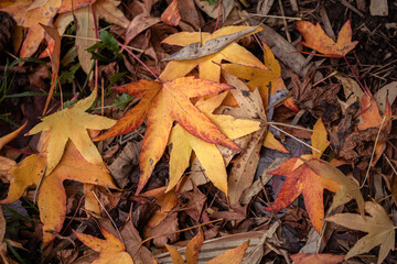 Feuilles érable au sol 