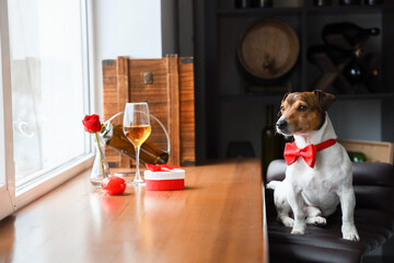 Jack Russel terrier with bow tie at restaurant on Valentine's Day