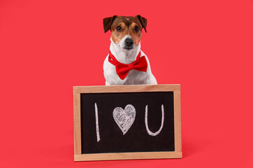 Jack Russel terrier with bow tie and chalk board on red background. Valentine's Day celebration