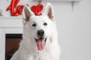 White dog at home, closeup. Valentine's Day celebration