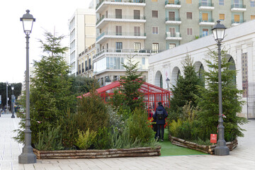 Fototapeta premium Alberi di pino in città, addobbati per le feste natalizie