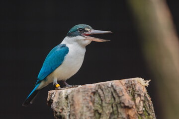 Fototapeta premium collared kingfisher (Todiramphus chloris) is ready to catch fish