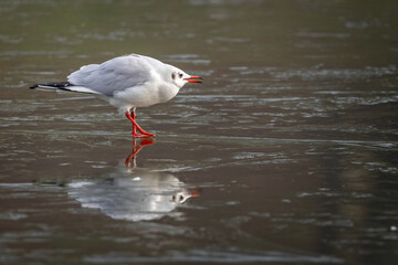 Close up of small gull with orange beak and legs standing on frozen lake