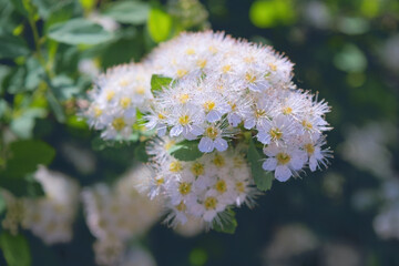 Close-up of garden flowers Spiraea flower. White spiraea flower. Spiraea flower background.