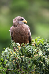 Yellow-Billed Kite, Kruger National Park